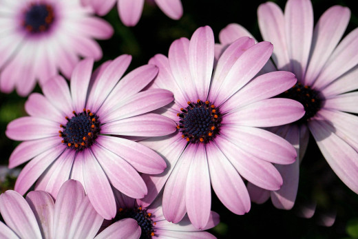 657521 (a): :1800x1200